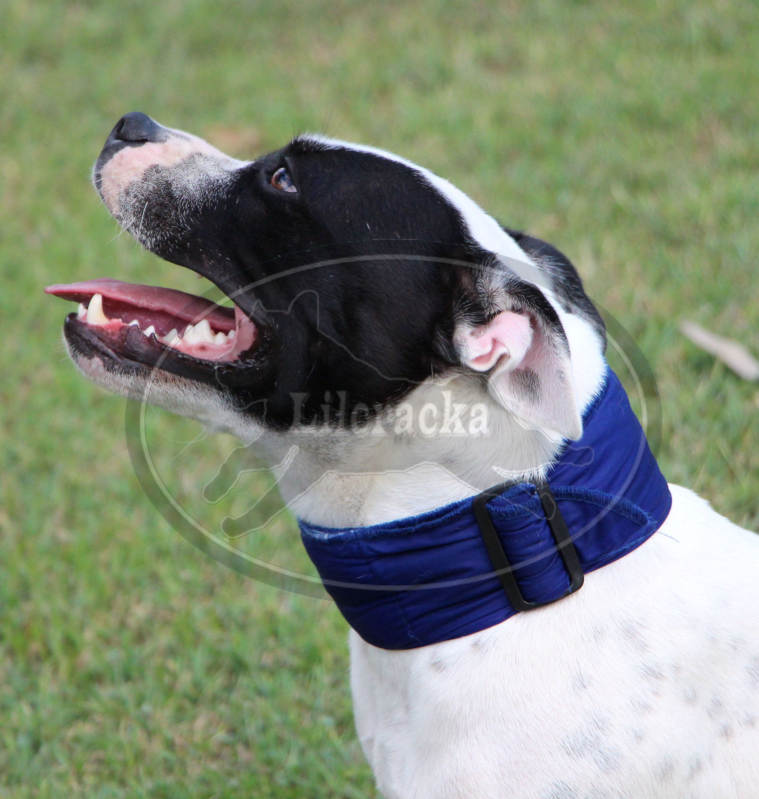 Cooling collar hot sale