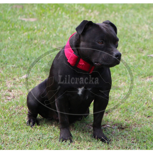 Lilcracka Cooling Collar Pink Small
