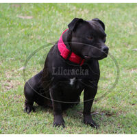 Cooling Collars